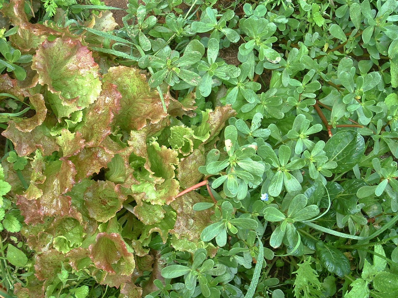 purslane/lettuce