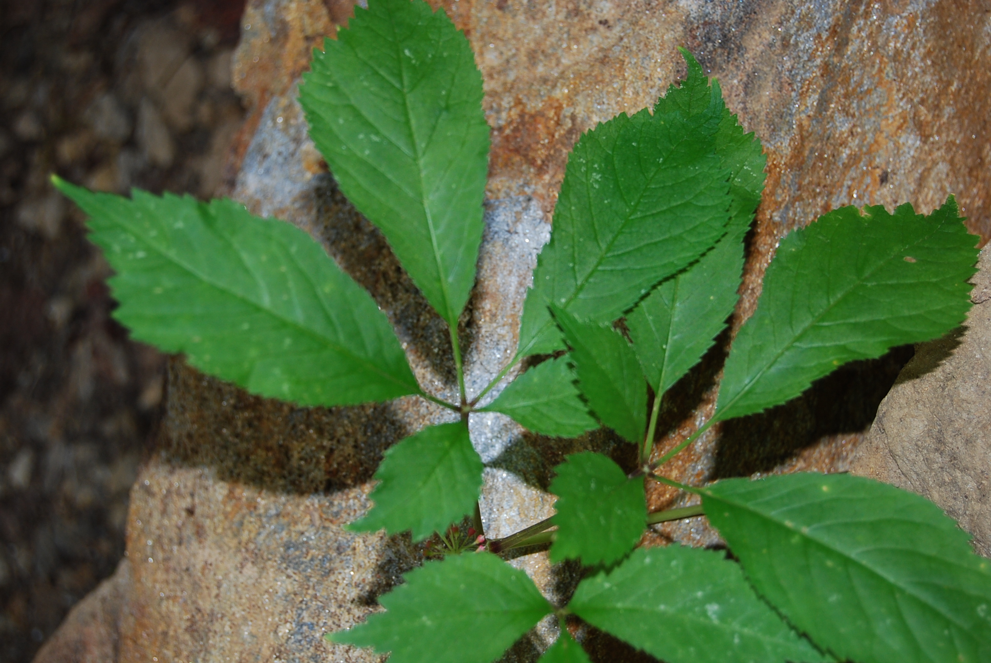 Ginseng on property