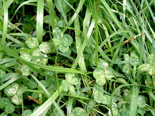 4 leaf clovers