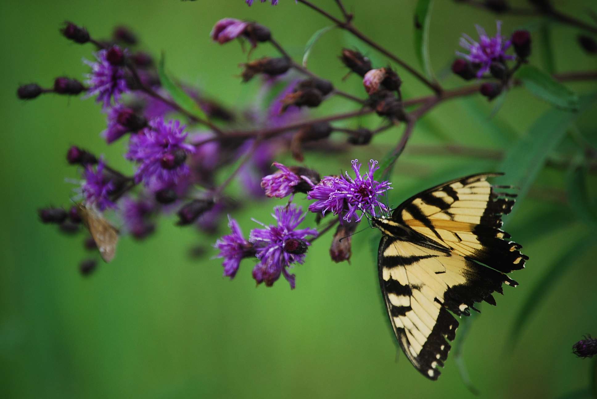 Butterfly1