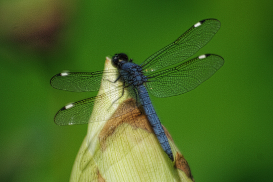 dragonflyjpg