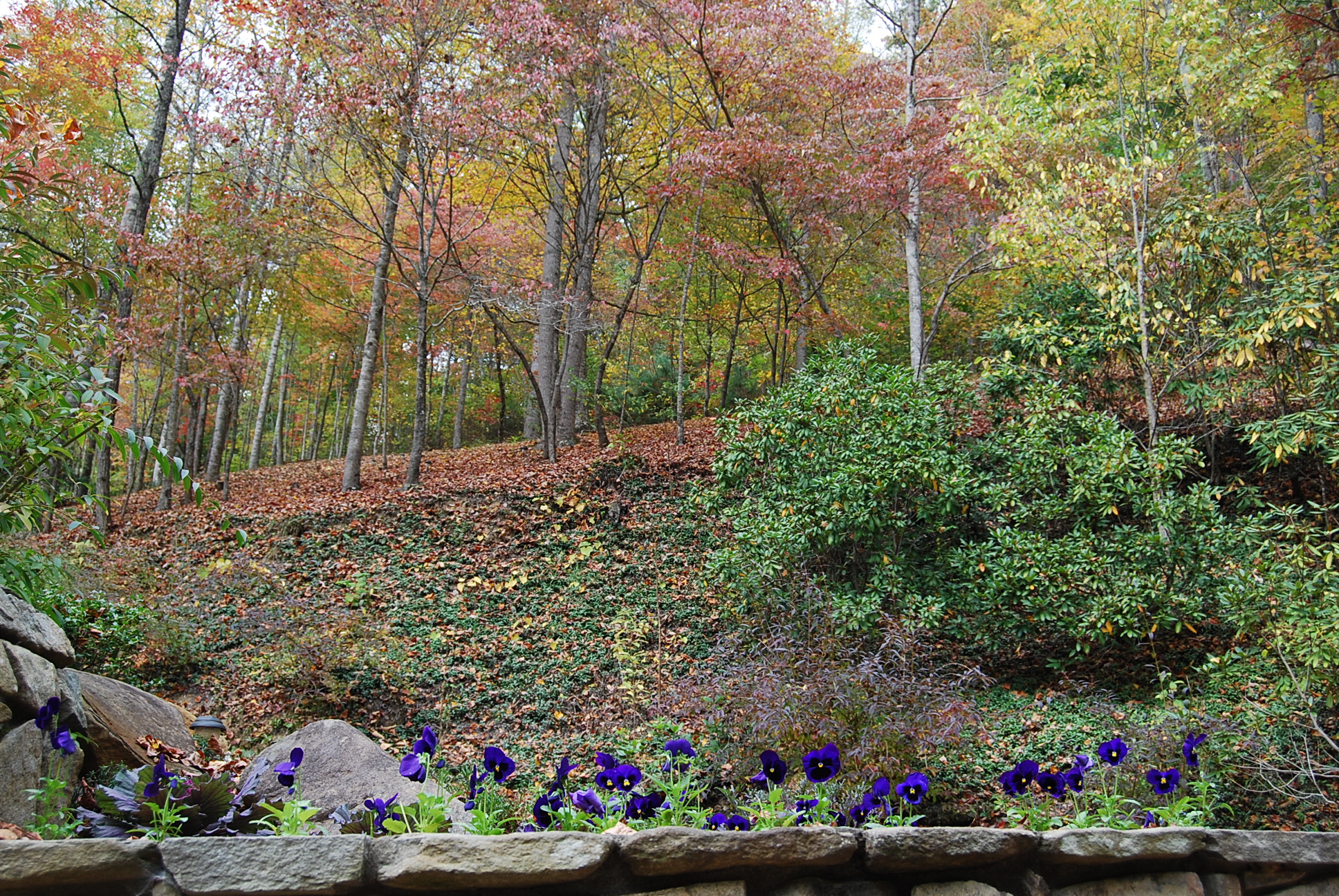 autumn beauty