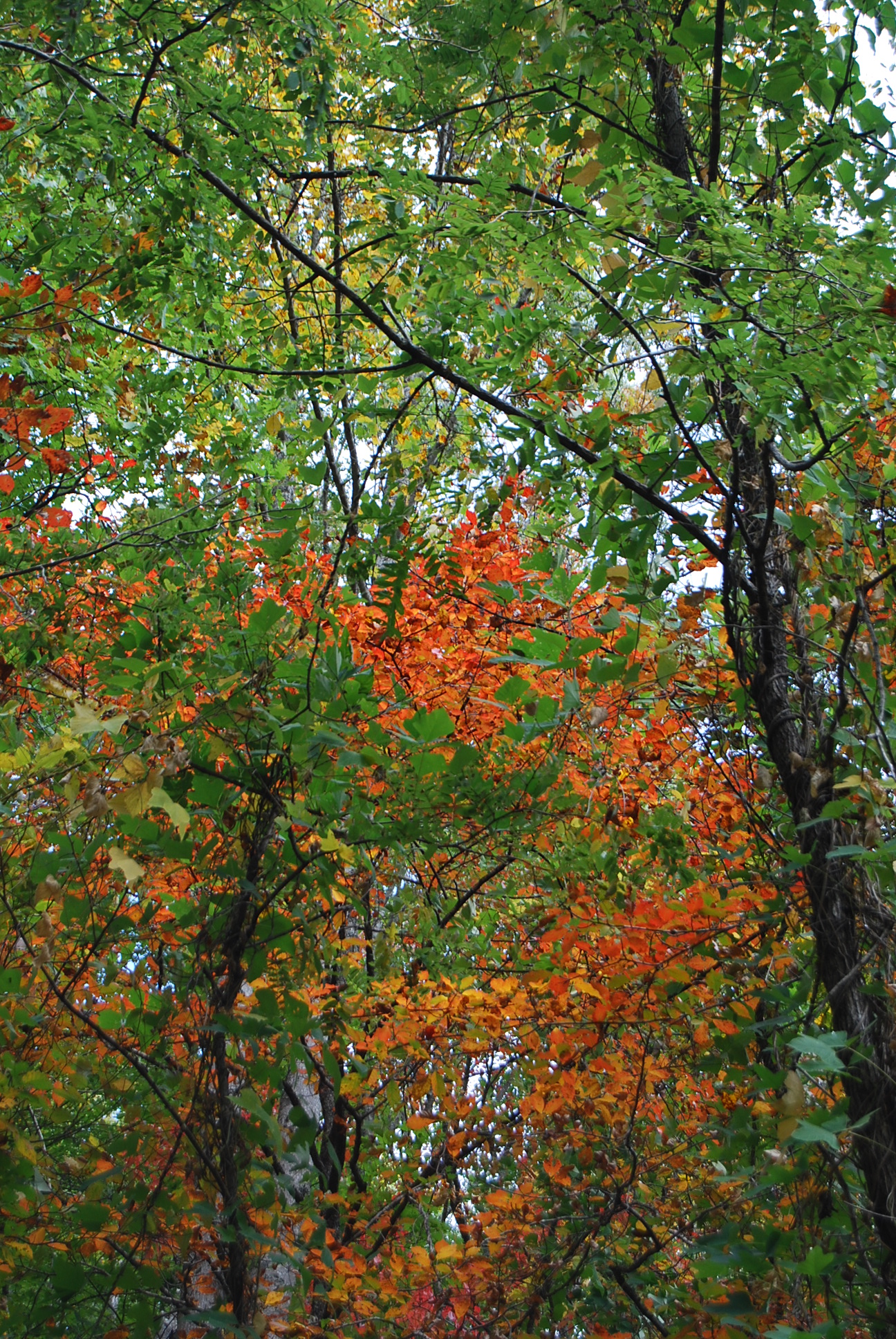 Trees in autumn