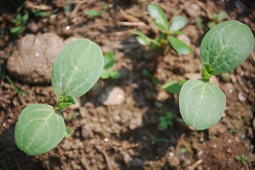 organicgardening