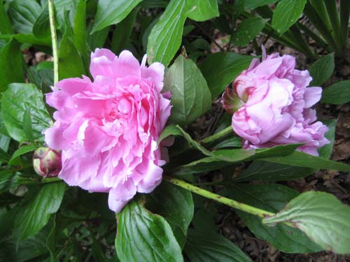 Peonies