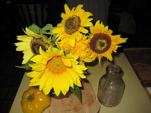 sunflowers