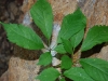 Ginseng on property