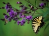 Butterfly1