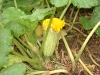 Organic Squash