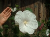 Large Flower