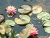 water lilies