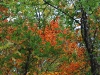 Trees in autumn