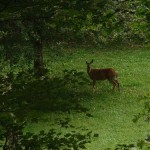 Cabin Wildlife