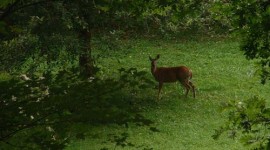 Cabin Wildlife