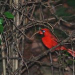 Cardinals