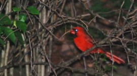 Cardinals