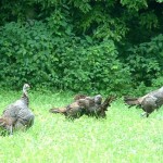 Wild turkeys