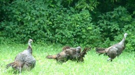 Wild turkeys