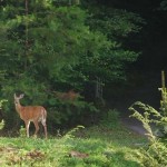 Deer in Nature