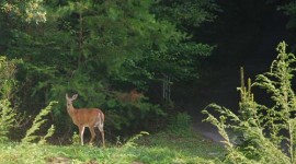 Deer in Nature