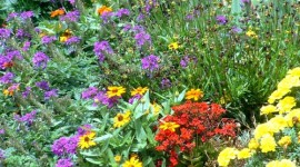 Colorful flowers abound