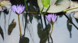 Lily Pair