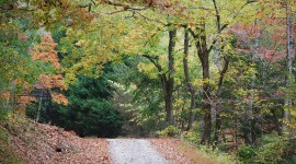 Hike in Autumn on Our Street