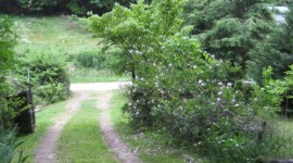 Rose lined laneway