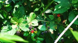 Wild berries