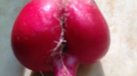 Radish