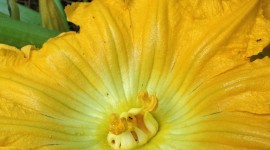 Summer Yellow Squash