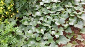 Sweet Potato Plants