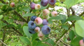 Blueberries