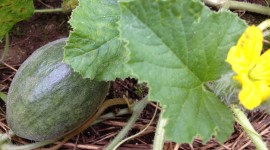 Melon, commonly known as cantaloupe but is muskmelon